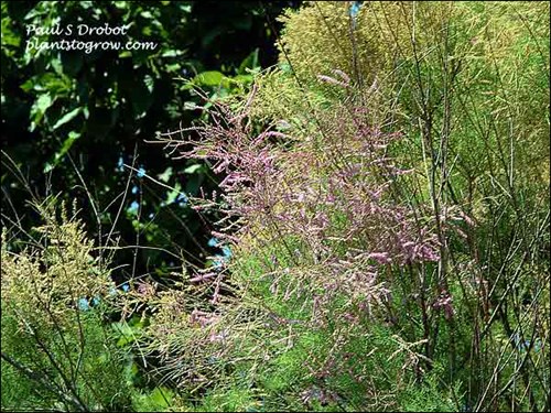 Early in the bloom season (July 15)