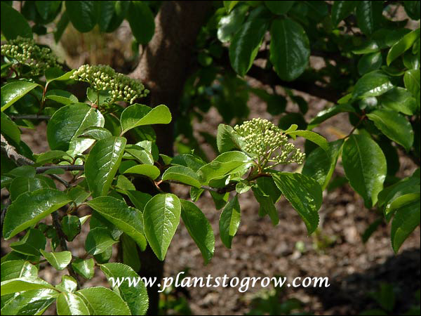 Rusty Viburnum (V. rufidulum) 
The leaves are very lustrous. Picture taken on May 20th.