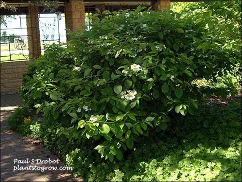 This plant was growing in a shaded spot. (May 20)