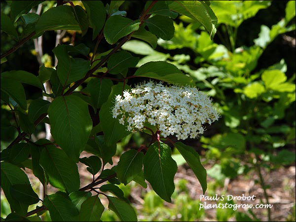 (May 20)