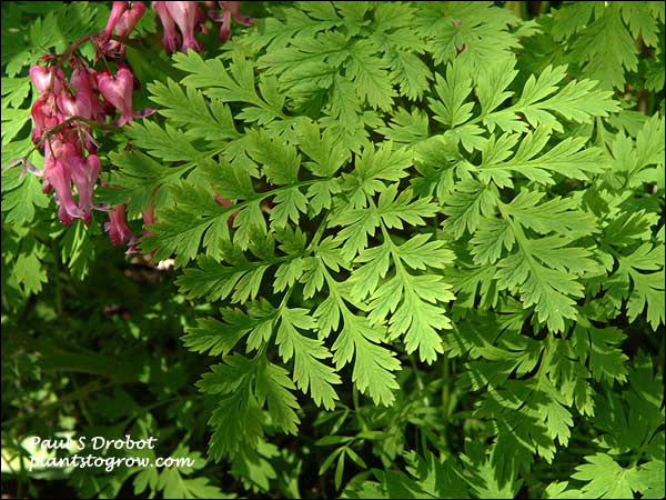 Lacy, finely dissected leaves of the Dicentra exima (May 18)
