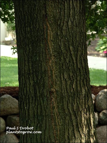 The bark of a mature Scarlet Oak (Quercus coccinea)
