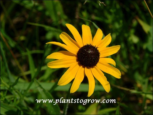 Black Eyed Susan (Rudbeckia hirta)
(July 20)
