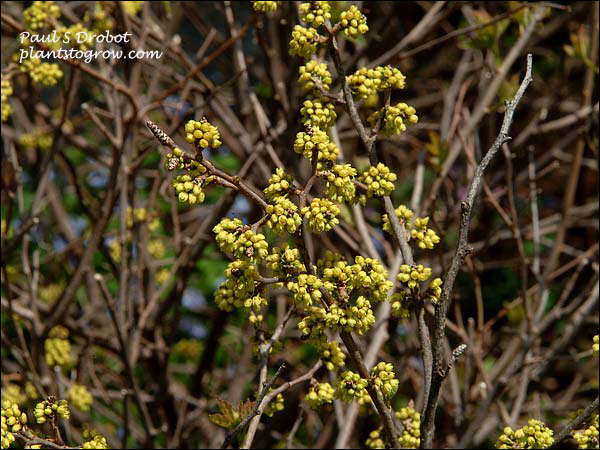 flowers in early spring (May 5)
