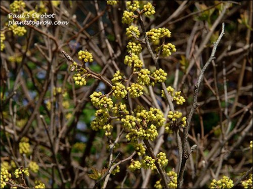 flowers in early spring (May 5)