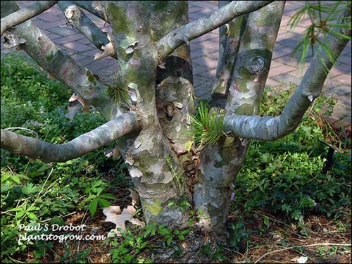 The mottled or patchy ornamental bark.