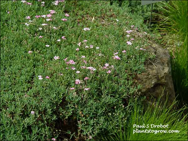 Picture taken of June 14th towards the end of the blooming period.