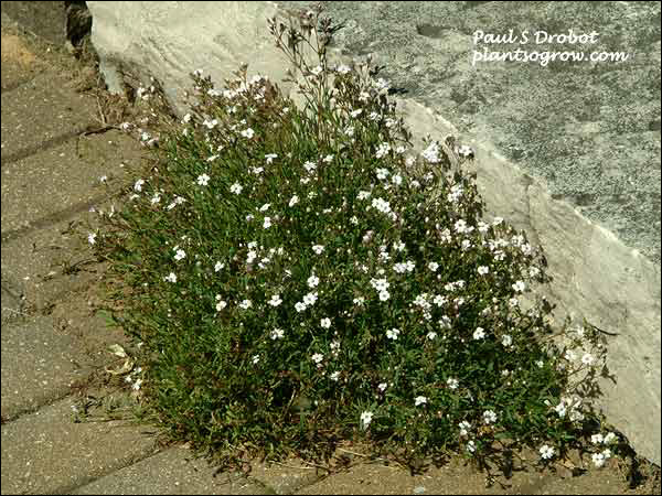 Growing in a hot dry space in the paver sidewalk. (May 20)
