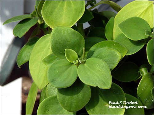 the rattail like flower forming