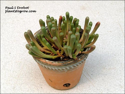 Plant is growing in a 3 inch pot.