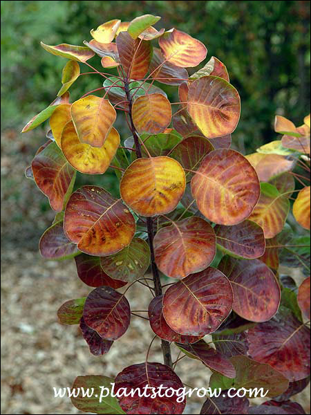 Golden Spirit Smoke Smoke Bush (Cotinus coggygria)
fall colors