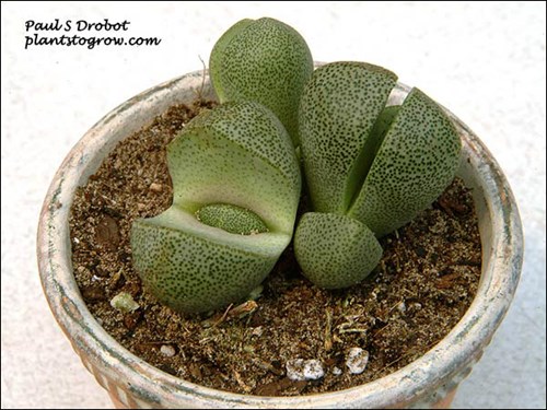 Split Stone Plant (Pleiospilos nelii)