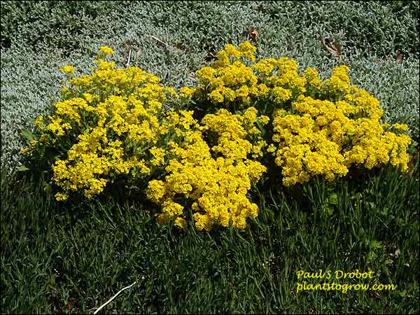 The silver foliage in the background is Snow in the Summer.