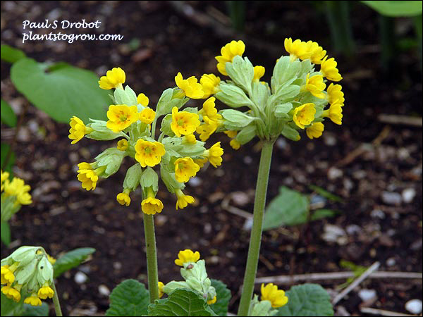 The flower (umbel) consists of up to 16 slightly drooping florets. (May 5)