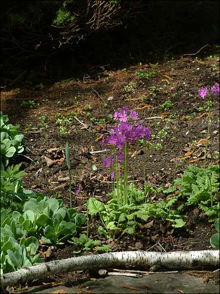 I wish I could have taken better shots of these plants but they were at a distance in dim light.