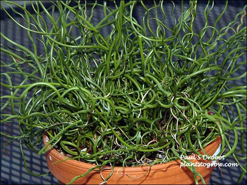 Everyone that visits our patio and sees this plant is amazed by the curly stems.