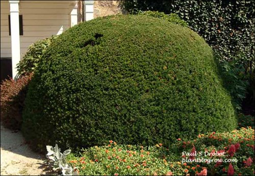 A tightly pruned shrub by the gardens old library.