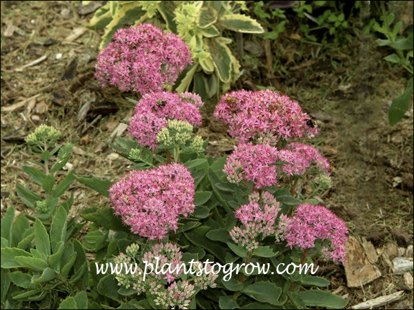 4-9 | Plants To Grow Plants Database by Paul S. Drobot