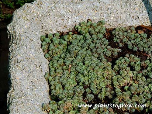 A trough with Corsicum Sedum. (September 100