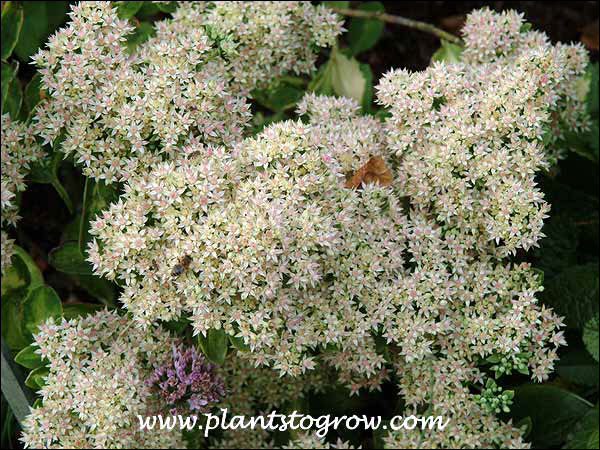 The light pink comes from the color of the sepals. (September 13)