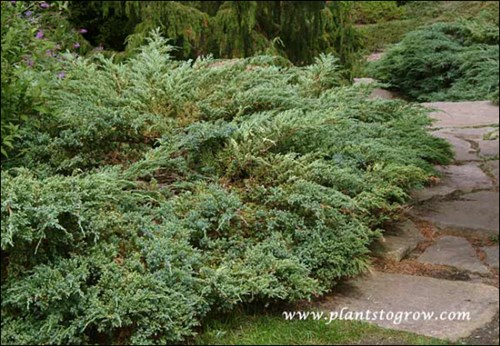 An old mature plant.