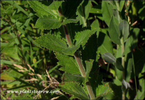 the ovated sessile leaves