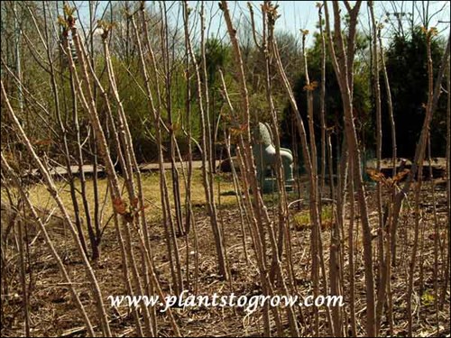 Devils Walking-Stick is Aralia 
Is a large fast spreading shrub with stems covered in prickles.