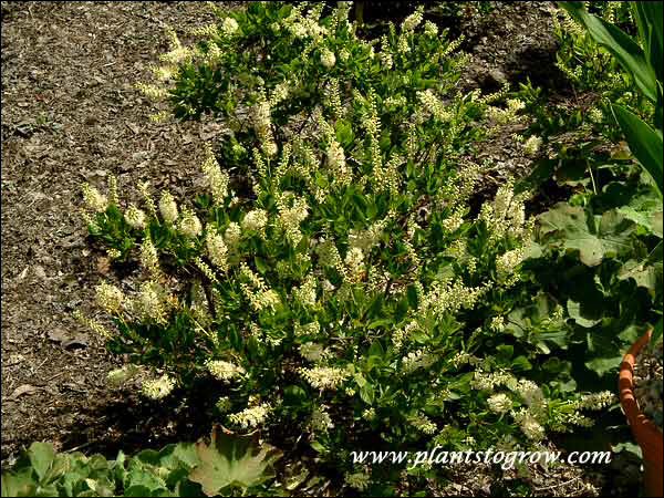 A young plant (August 8)
