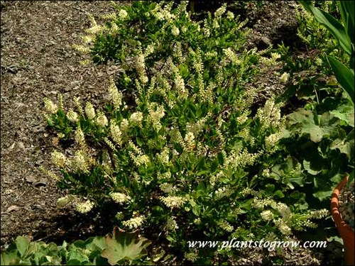 A young plant (August 8)