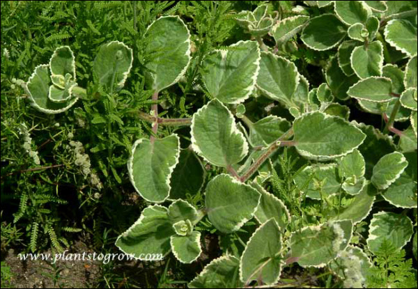 Has a nice white variegated edge