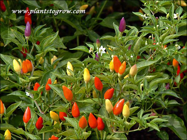 All stages of fruit development, yellow to orange to purple to red.  These plants were loaded with fruit.