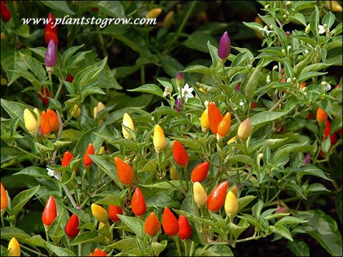All stages of fruit development, yellow to orange to purple to red.  These plants were loaded with fruit.