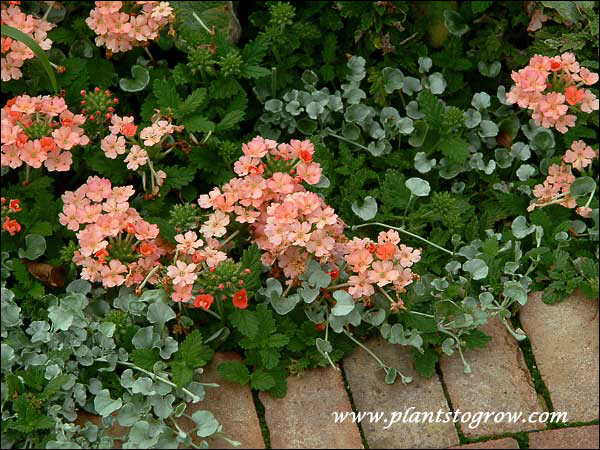 Verbena Lanai Peach growing with some Dichondra Silver Falls