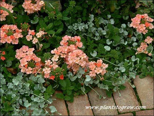 Verbena Lanai Peach growing with some Dichondra Silver Falls