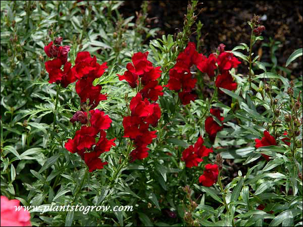 The flowers are a very deep crimson.