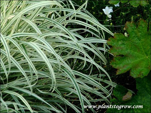 the variegated foliage