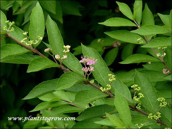 The small flowers are found in cymes on short pedicels.  (mid August)