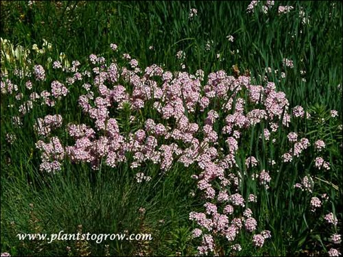 The first four pictures were taken on May 20th in the rock garden at Olbrich Botanical Gardens.