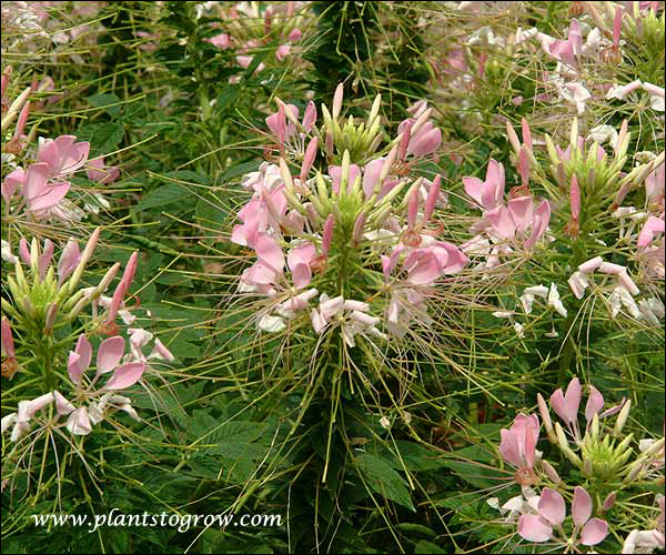 Spirit Spider Flower (Cleome hassleriana) 
Spider Flower Spirit Appleblossum