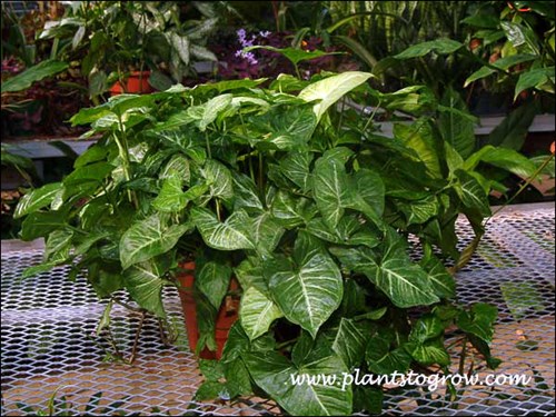 At this stage the plant was used in a dim indoor area and the foliage has revert.