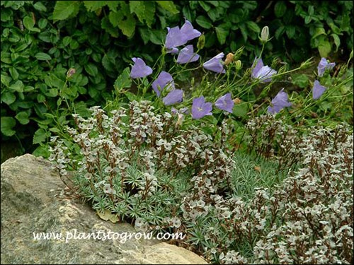 Prickly Thrift (Acantholimon araxanum) 
Prickly Thrift growing with some self-seeded Campanula.  (July 20)