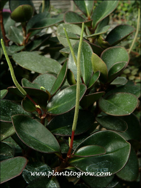 The flower spike which resembles a rats tail.