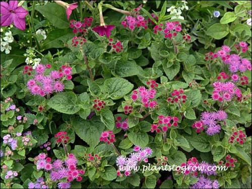 Ageratum houstonianum 'Purple Top'
