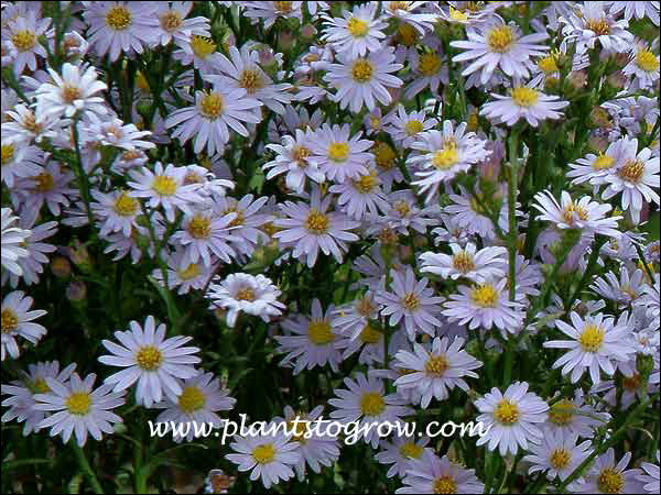 Sky Blue Aster (Symphyotrichum oolentangiense)
