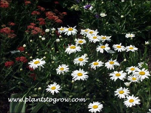 'Snow Lady' Shasta Daisy (Leucanthemum  x superbum)