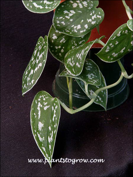 Satin Pothos (Epipremnum pictus argyraeus)