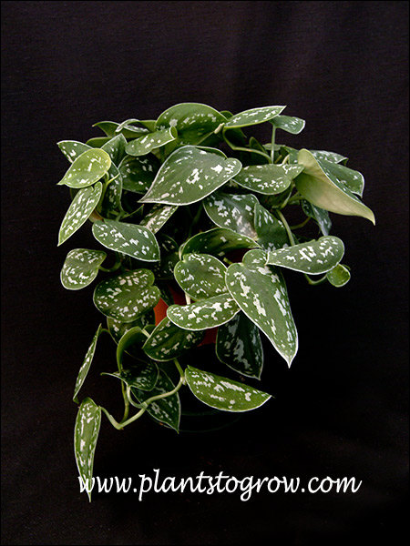 Satin Pothos (Epipremnum pictus argyraeus) | Plants To Grow Plants Database  by Paul S. Drobot