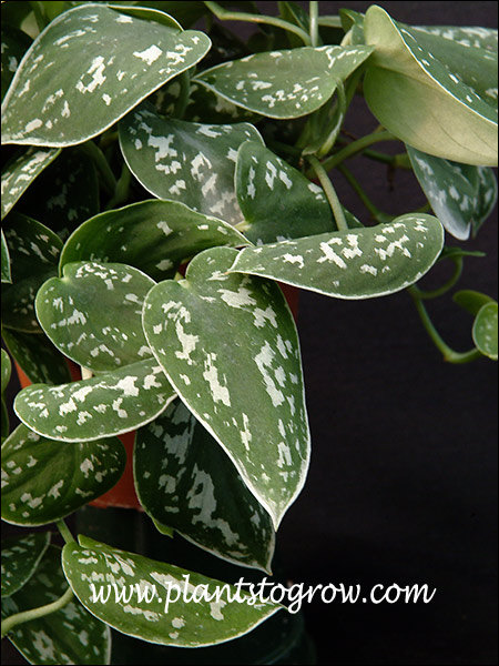 artificial snake plant for sale Artificial Snake Plant | Plants