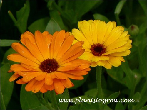 Calendula Flash Back Mix