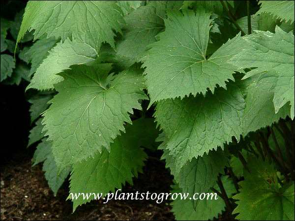The coarsly serrated triangular light greem leaves. (July 22)